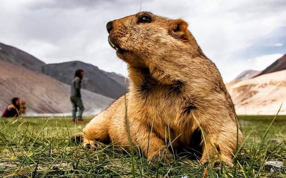 Precious Animal of Ladakh